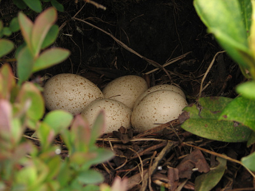 ������ ����������� ��������